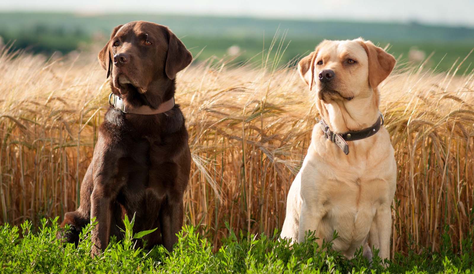 Labrador Retriever kutya