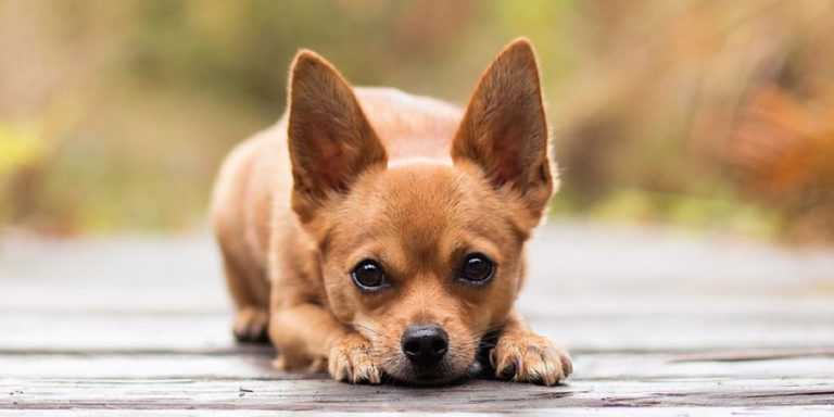 Csivava - chihuahua kutya fajtaleírás, jellemzői, tartása - kutyazona.hu