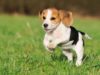 beagle kutya beagle nevek a kedvencednek
