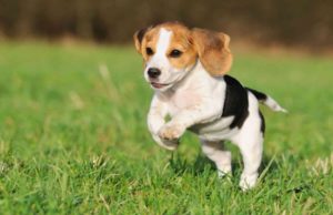 beagle kutya beagle nevek a kedvencednek