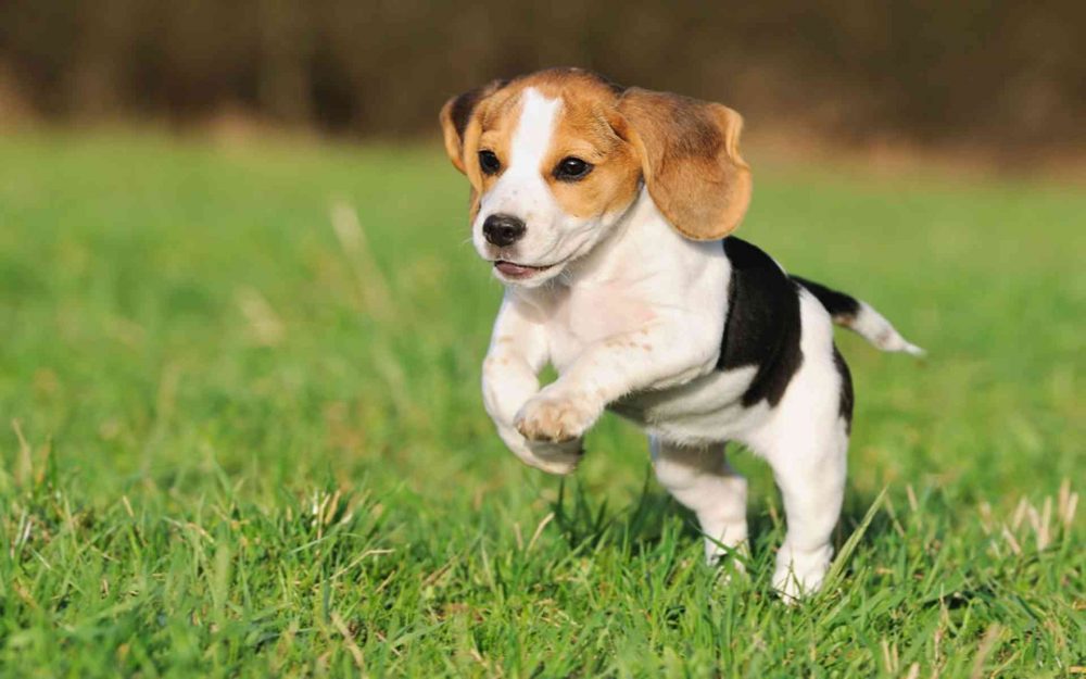 beagle kiskutya