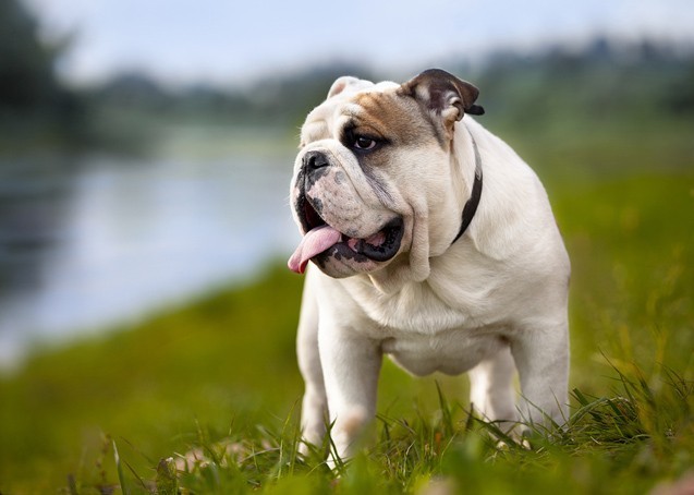 angol bulldog - családbarát kutya