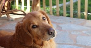 Golden retriever golden retriever