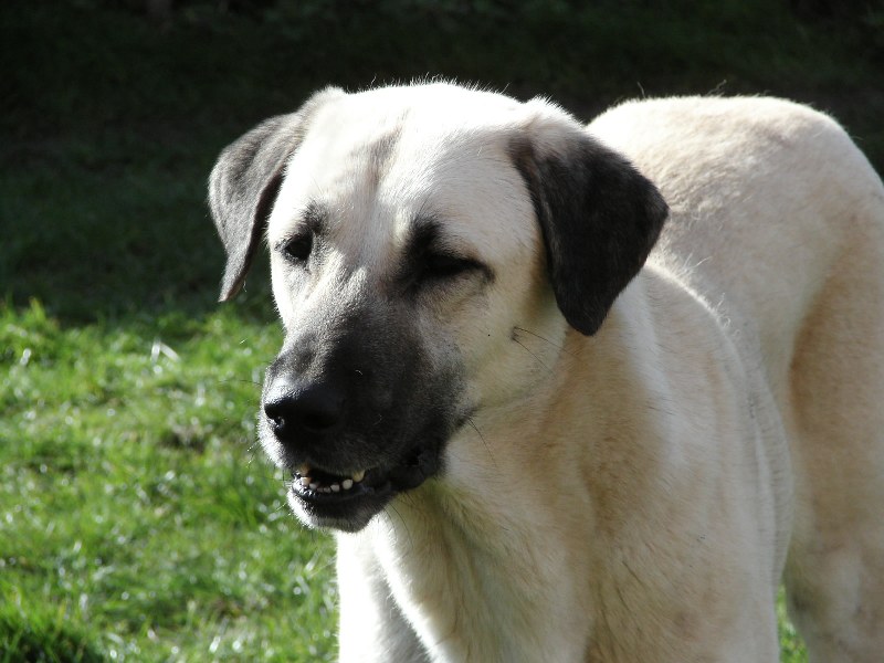 Kangal a világ legnagyobb kutyái