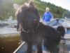 fekete orosz terrier nagy testű kutyák