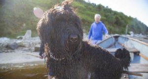 fekete orosz terrier nagy testű kutyák
