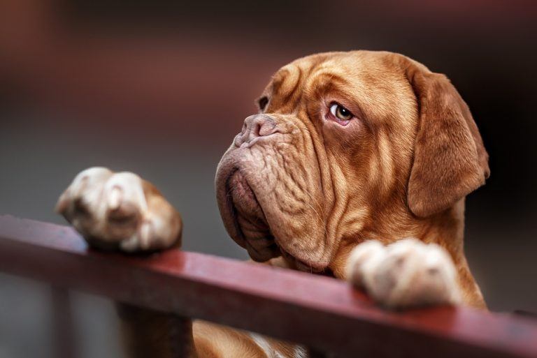 mastiff