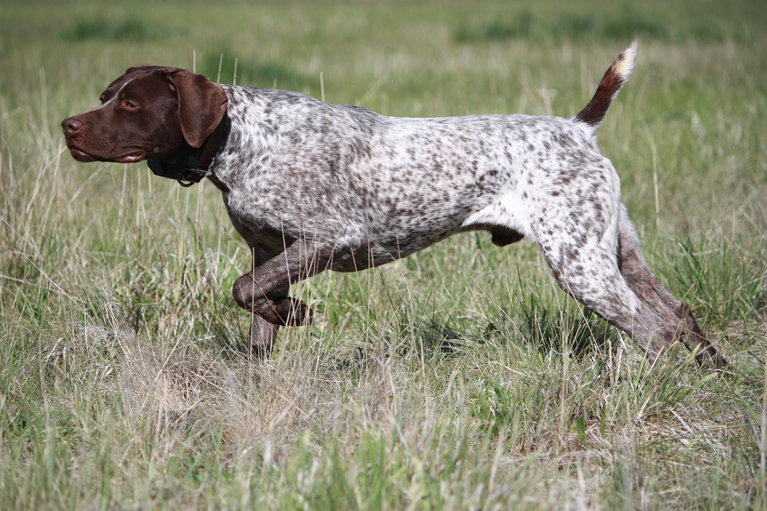pointer