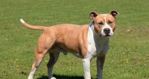 Amerikai staffordshire terrier amerikai staffordshire terrier