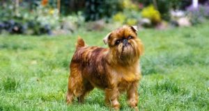 brüsszeli griffon - kistestű kutyák - kistestű kutyafajták