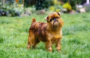 brüsszeli griffon - kistestű kutyák - kistestű kutyafajták