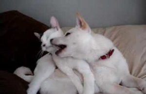 A cica mosdatja a Shiba Inu kölyköt