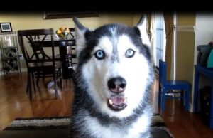 Ez a szibériai husky tényleg olyan, mintha tudna beszélni