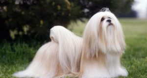 Lhasa Apso