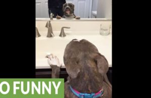 Ez a pitbull énekel a tükörképének (videó)