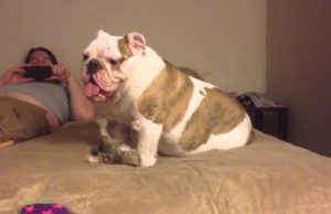 5 ok amiért a imádjuk a bulldogokat (videó)
