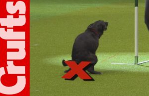 Amikor hív a természet egy agility versenyen