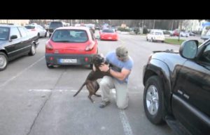 Egy boxer, aki üdvözli a hazatérú katona gazdáját (videó)