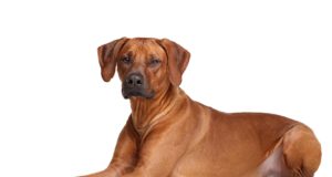 Rhodesian ridgeback – Afrikai oroszlánkutya afrikai oroszlánkutya