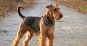 airdale terrier közepes termetű kutyafajták