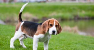 Beagle beagle kutya