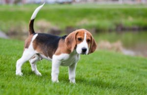 beagle kutya