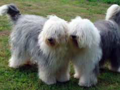 bobtail kutya