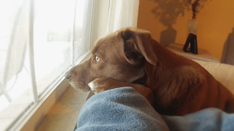 szeparációs szorongás kezelése kutyánál 