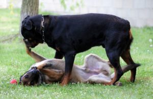 kutya dominancia jelei