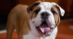angol bulldog