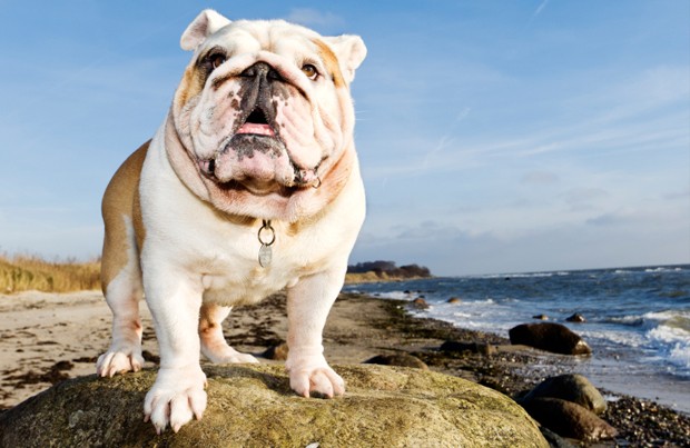 angol bulldog ízületi betegség a lábujjak ízületeinek artritisz kezelése
