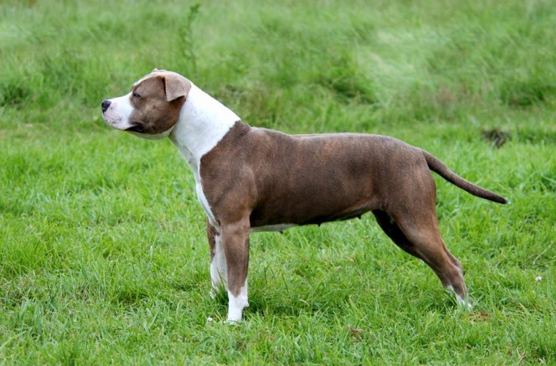 amerikai staffordshire terrier kutya