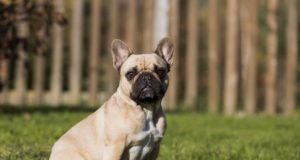 francia bulldog nevek