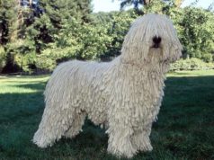 komondor kutya