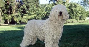 Komondor kutya komondor kutya