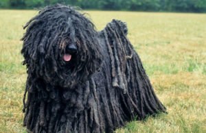 A legkedveltebb Puli kutya nevek és komondor kutya nevek puli kutya nevek