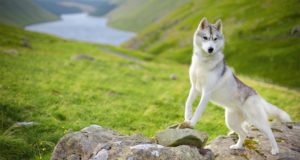 Szibériai husky szibériai husky kutyafajta