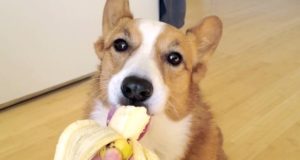 banán kutyának