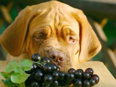 kutya szőlő