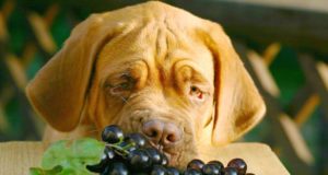 kutya szőlő