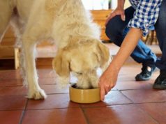 8 egészséges módszer a kutya hízlalására kutya hízlalása