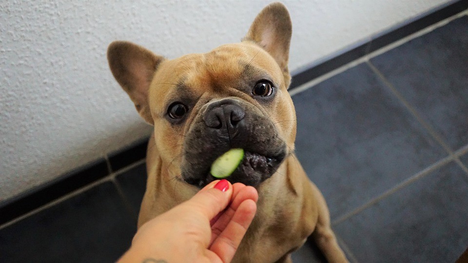 francia bulldog uborkát eszik