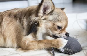 Mit tegyünk ha a kutya szétrág mindent? Mit tegyünk ha a kutya szétrág mindent