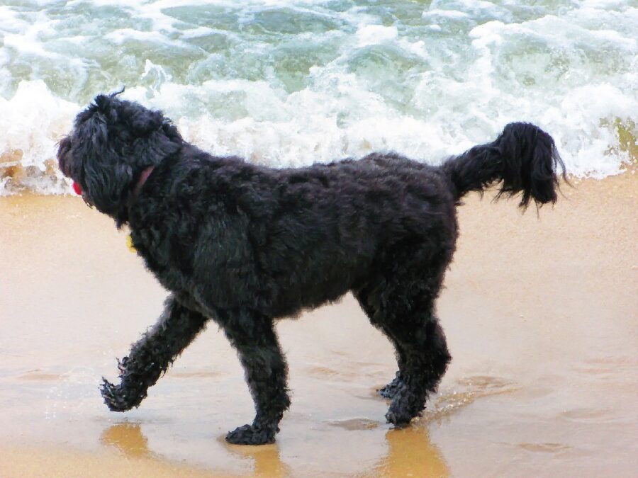 Portugál vizi kutya