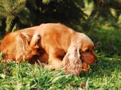 kutyák legyek elleni védelme házilag