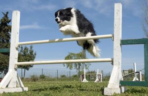 TOP 3 Legjobb kollagén kutyáknak – minden amit tudni érdemes róla kollagén kutyáknak