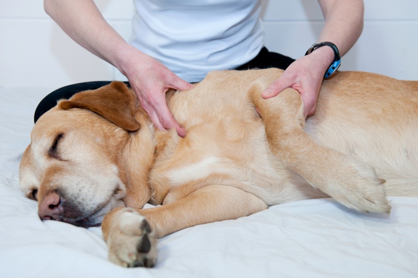 csonthártya gyulladás tünetei kutyáknál