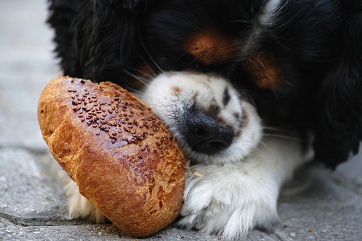 kutya kenyeret eszik