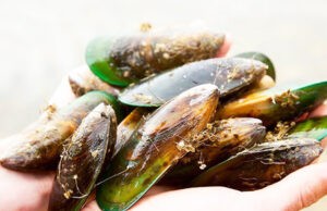 Legjobb zöldkagyló kutyáknak – minden amit tudni érdemes róla zöldkagyló kutyáknak