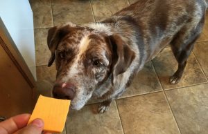 sajtot ehet a kutya
